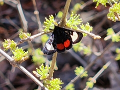 Psychomorpha epimenis