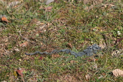 Thaumetopoea herculeana