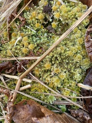Sphagnum compactum