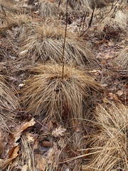 Carex stricta