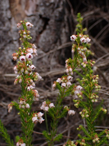 Image of Erica curvirostris by (c) Ren Hoekstra, some rights reserved (CC BY)