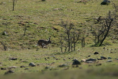 Lepus granatensis