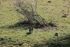 Lepus granatensis