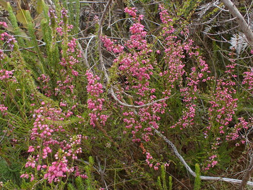 Image of Cheery Heath (Erica laeta) by (c) Ren Hoekstra, some rights reserved (CC BY)