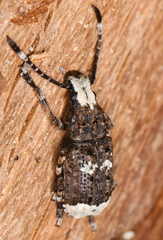 Platystomos albinus
