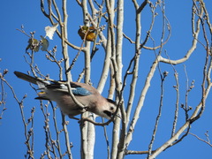 Garrulus glandarius atricapillus