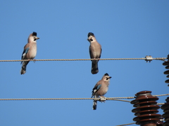 Garrulus glandarius atricapillus