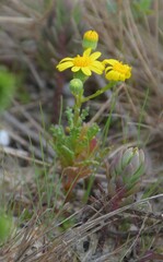 Senecio gallicus