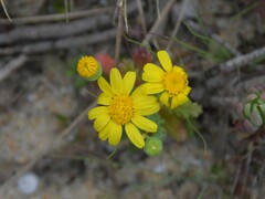 Senecio gallicus