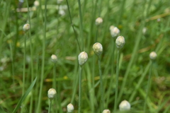 Allium amplectens