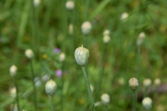 Allium amplectens