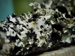 Tremella parmeliarum