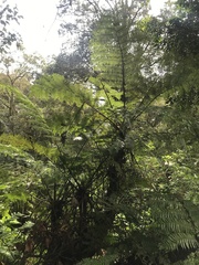 Cyatheales