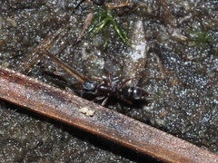 Hypoponera