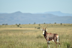 Damaliscus pygargus phillipsi