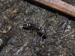 Hypoponera