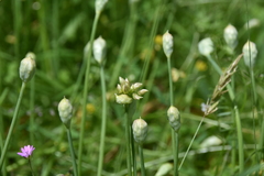Allium amplectens