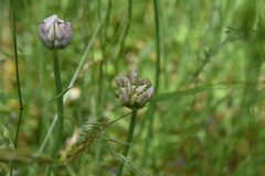 Allium amplectens