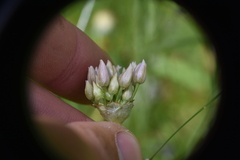 Allium amplectens
