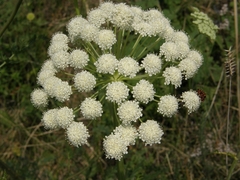 Seseli