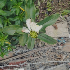 Costus guanaiensis macrostrobilus