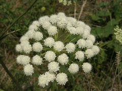 Seseli