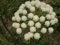 Seseli