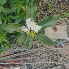 Costus guanaiensis macrostrobilus