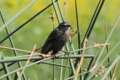 Agelaius phoeniceus californicus