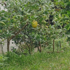 Citrus medica