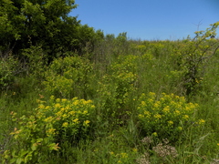 Euphorbia semivillosa