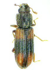 Bitoma crenata