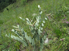 Gueldenstaedtia verna