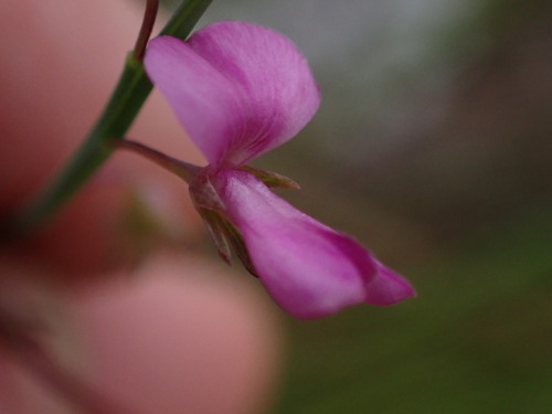 Image of Indigofera ionii by (c) Ren Hoekstra, some rights reserved (CC BY)