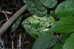Cyclamen hederifolium