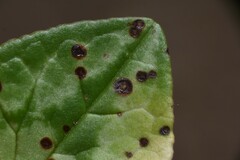 Septoria cymbalariae