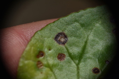Septoria cymbalariae