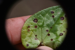 Septoria cymbalariae