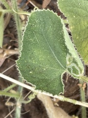Cucumis dipsaceus