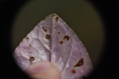Septoria cymbalariae