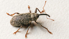 Dorytomus longimanus