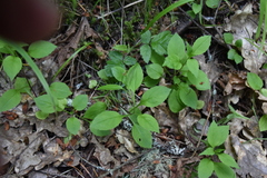 Campanula scouleri