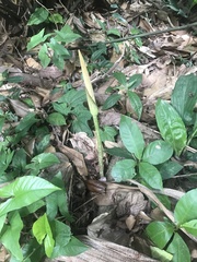 Amorphophallus