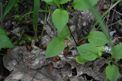 Campanula scouleri