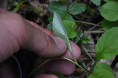 Campanula scouleri