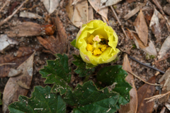 Cienfuegosia sulphurea