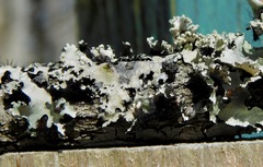 Tremella parmeliarum