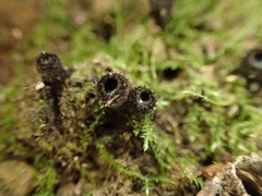 Pseudoplectania nigrella