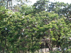 Bubulcus ibis