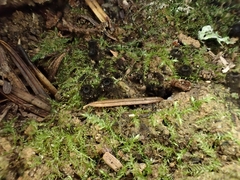 Pseudoplectania nigrella